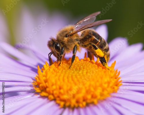 bee or honeybee sitting on flower