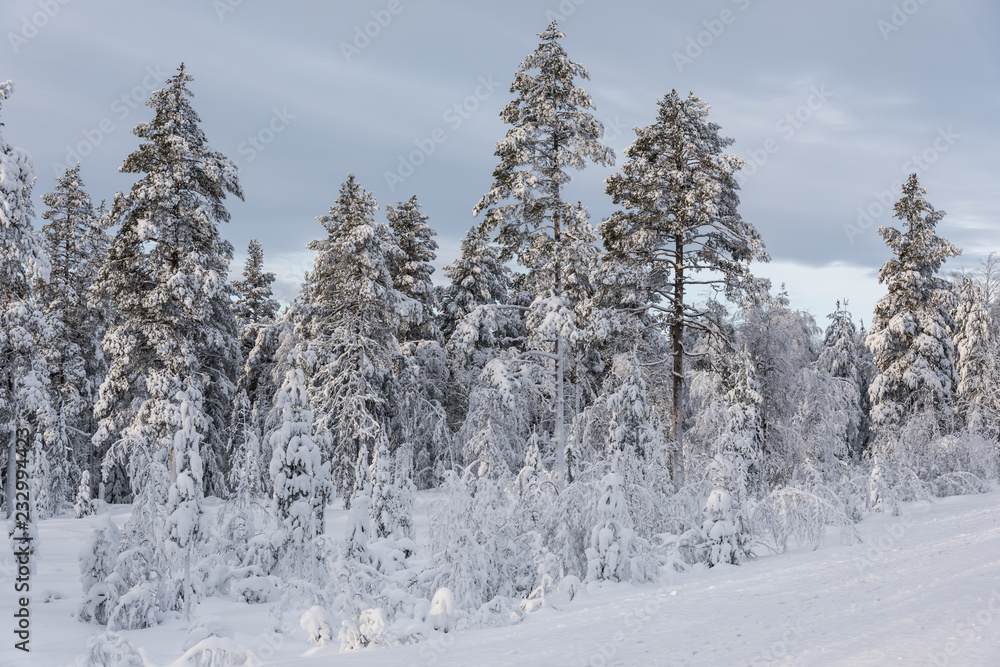 Wald im Winter in Schweden