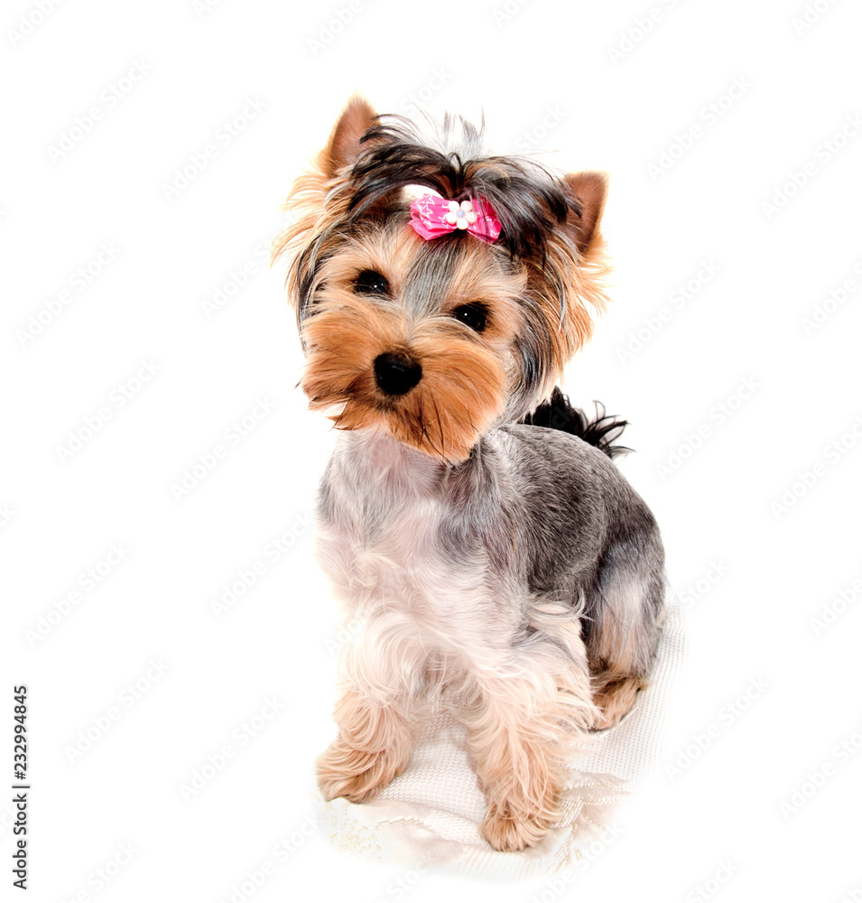 Beautiful puppy yorkshire terrier with bow isolated on a white