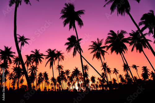 Silhouette coconut palm trees with sunset and flare sky background. © ant