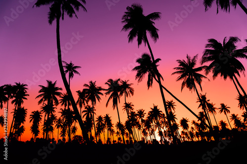 Silhouette coconut palm trees with sunset and flare sky background.