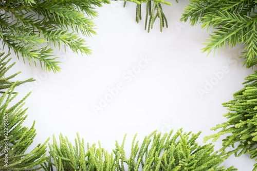 juniper, Thuja twig Christmas border on white background