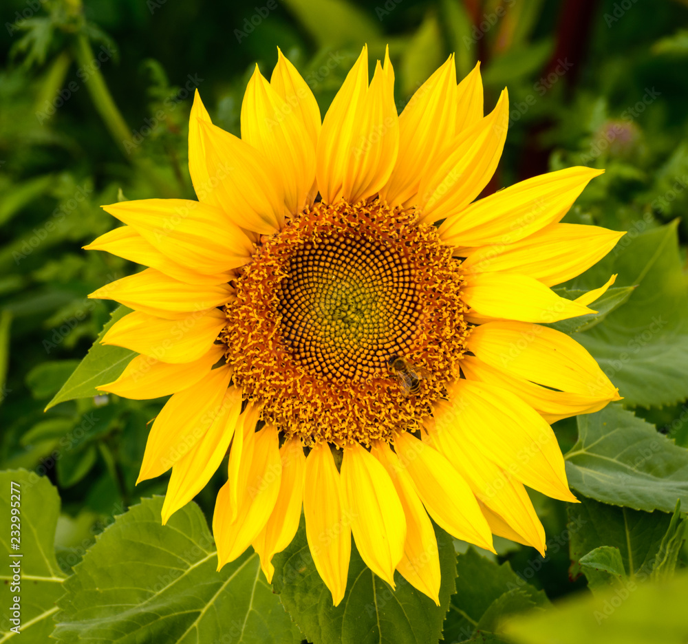 Sonnenblumenblüte mit Biene Sonnenblumenblüte mit Biene