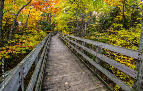 Scenic Autumn National Forest Hike. Wooden boardwalk trail through an autumn forest with vibrant fall foliage at the Hiawatha National Forest in the Upper Peninsula of Michigan.