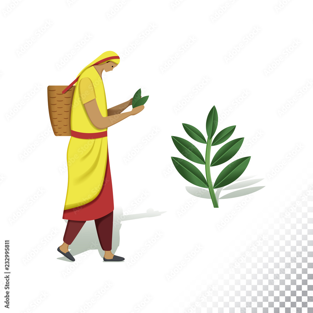 Vector flat icon illustration of tea picker and tea leaves.Colorful ...
