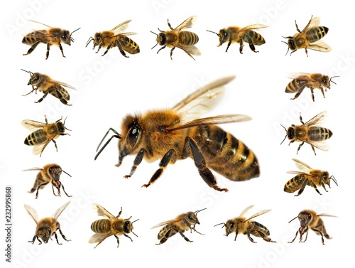 bee or honeybee isolated on the white background © Daniel Prudek