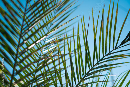 tropical palms leaf.