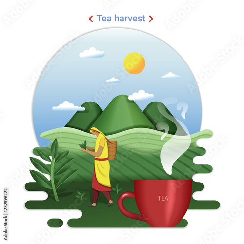 Flat farm landscape illustration of tea harvest. Rural landscape with tea hills and tea field. The woman harvesting tea leaves.