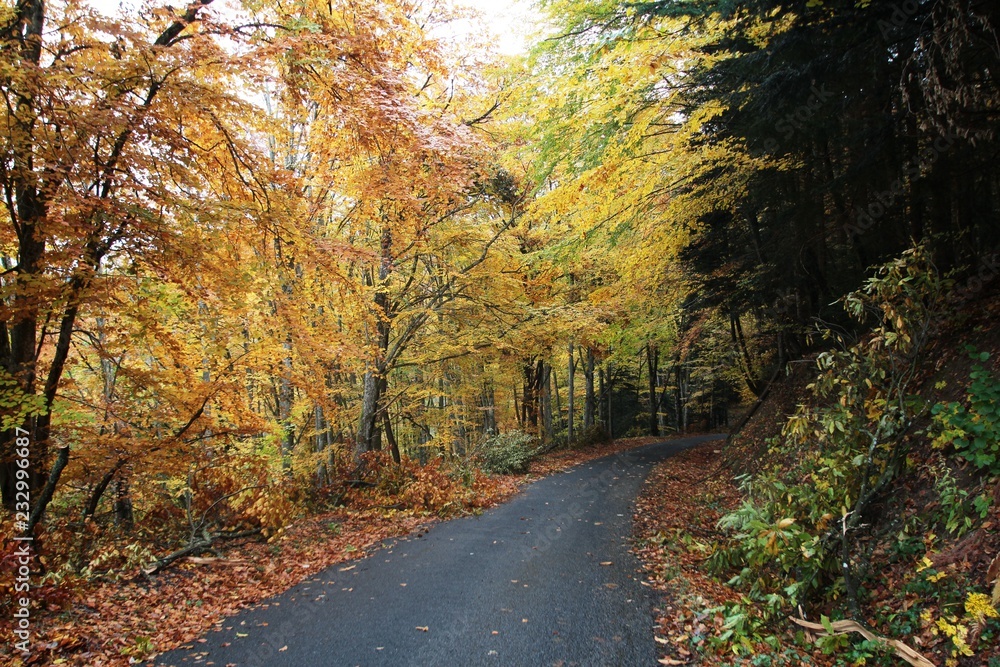 Fototapeta premium forêt en automne