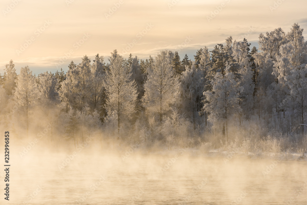 Fototapeta Wald im Winter in Schweden