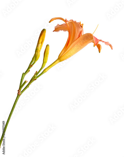 Single pink and yellow flower of a daylily isolated