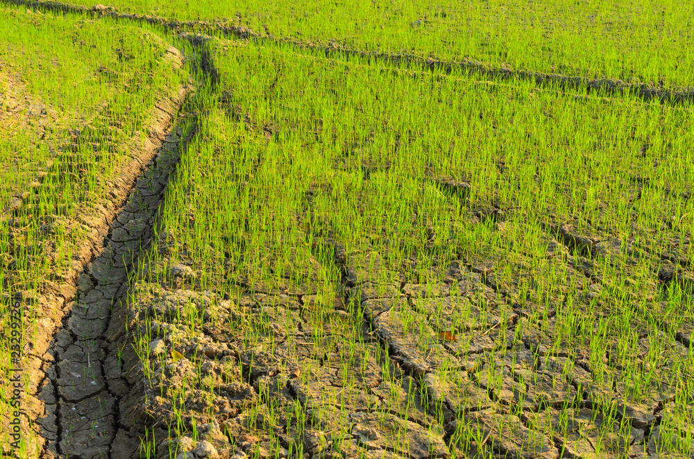 Rice Tree On Field Rice Tree On Field