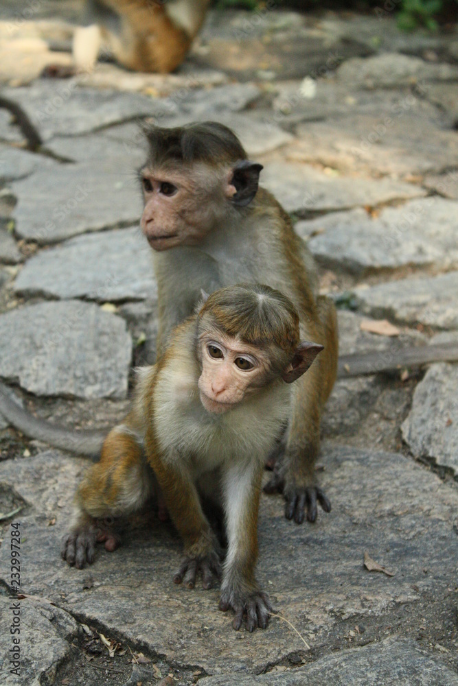 singes curieux
