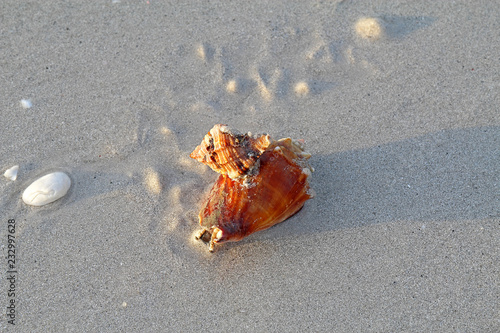Apple murex snail eating a Florida fighting conch photo