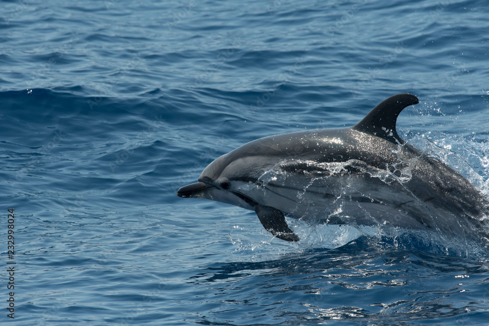 Fototapeta premium Portrait dauphin bleu et blanc
