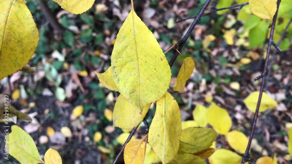 autumn leaves close up. 9 autumn leaves close up. 9
