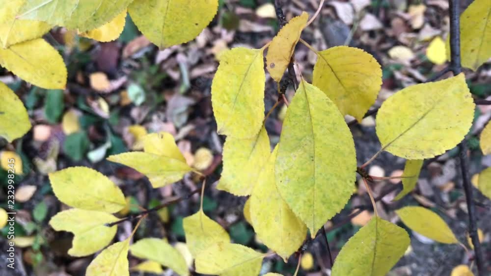 autumn leaves close up. 7 autumn leaves close up. 7