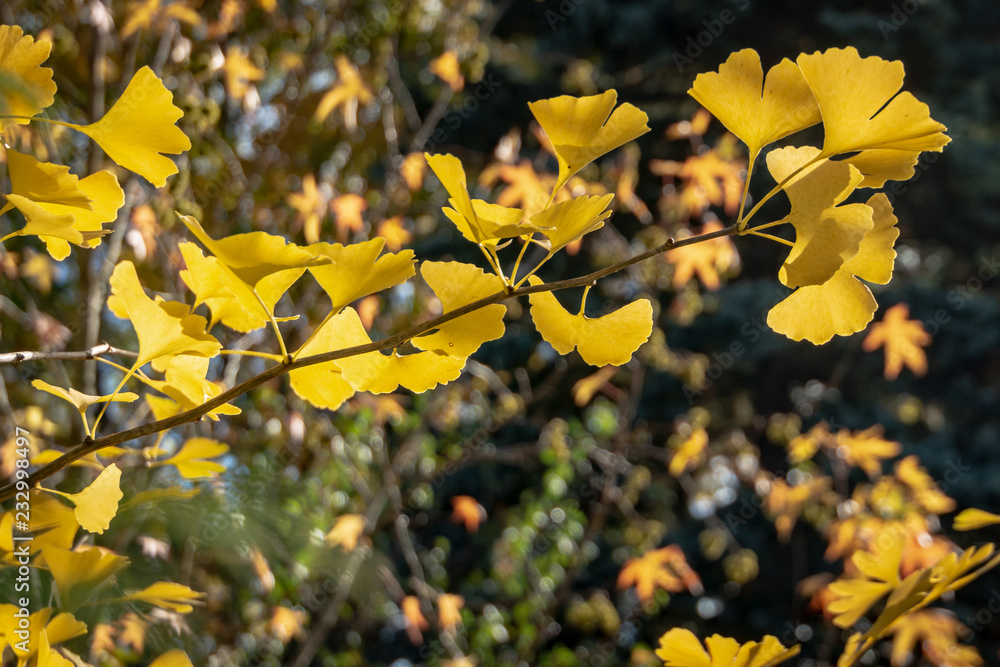 Obraz premium A close-up of yellow and gold leaves of Ginkgo biloba tree against a background of blurry leaves. Elegant nature concept for design