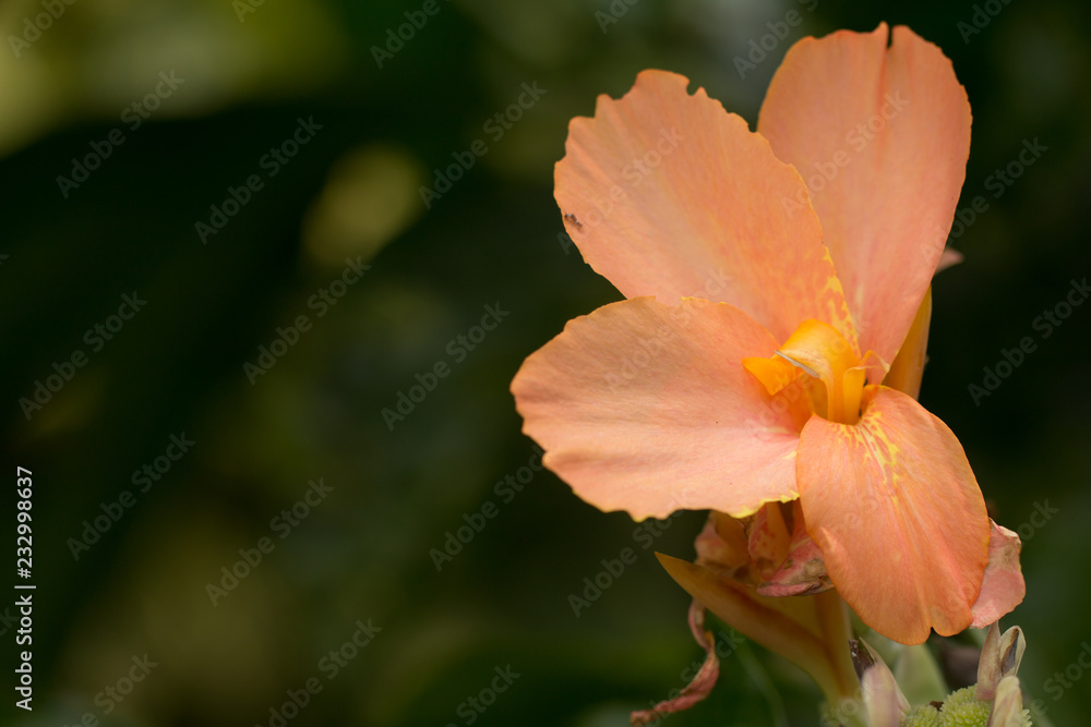 Orange colour of Canna flowers