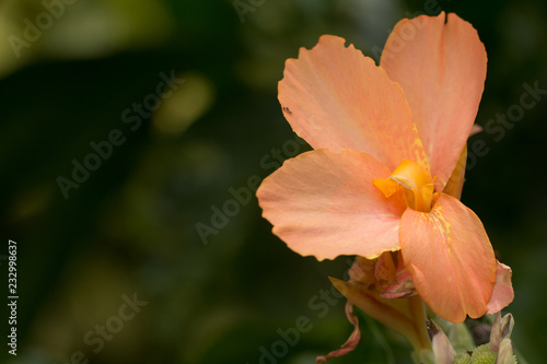 Orange colour of Canna flowers © taira42