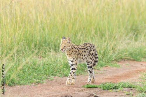 Photography Serval cat