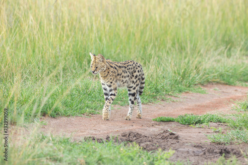 Canvas Print Serval cat