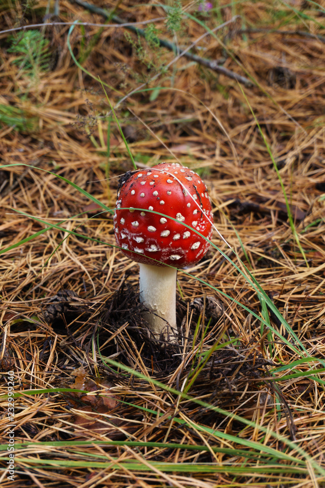 Red fly agaric in needles in the forest Red fly agaric in needles in the forest