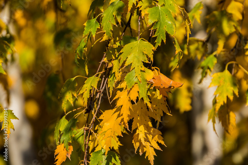 Golden autumn birch Betula foliage on blur background of trees. Elegant background for autumn themes.