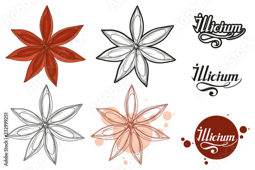 hand drawn star anise, spicy ingredient, star anise logo, healthy organic food, spice star anise isolated on white background, culinary herb, label, food, natural health food, vector graphic to design