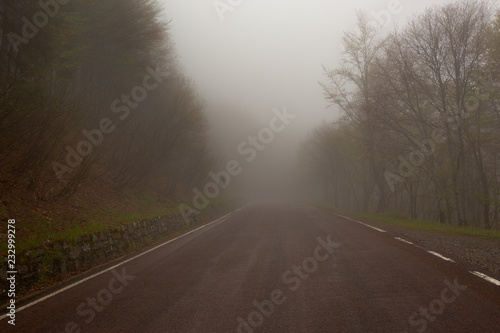 fog road in forest at morning
