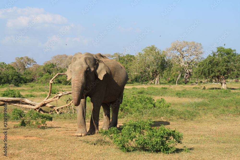 Fototapeta premium éléphant