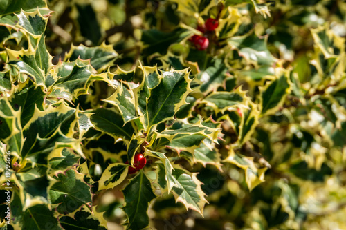 Christmas holly Ilex aquifolium Argentea Marginata on blur background. Graceful fringed leaves with red berries are waiting for the New Year. Nature concept for design