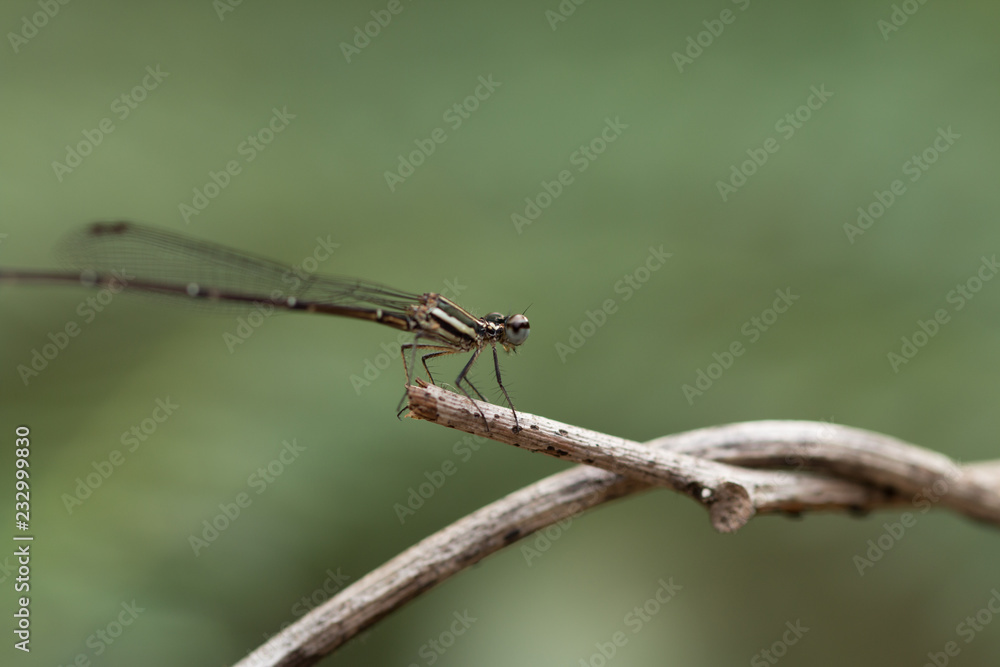 Close up of small beautiful dragonfly, They are the best mosquito killer in nature Close up of small beautiful dragonfly, They are the best mosquito killer in nature
