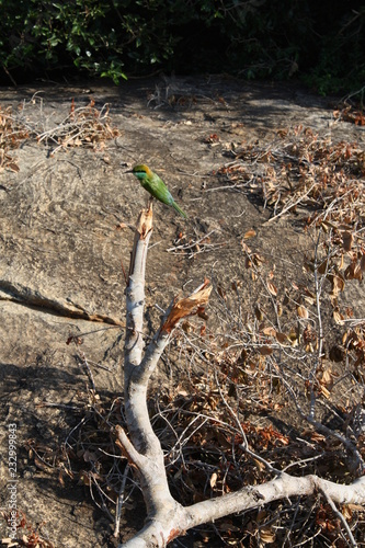 oiseau photo