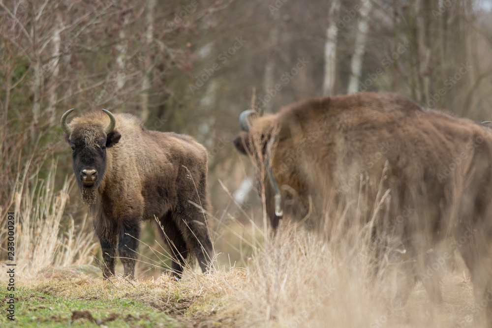 Fototapeta premium European bison - Bison bonasus in the Knyszyn Forest (Poland)