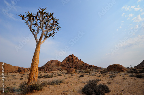 Quiver tree at Kokerbloomkloof