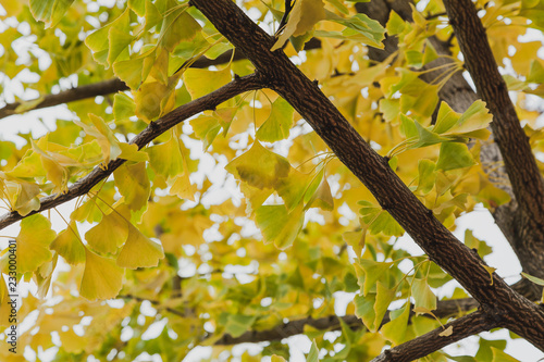 Billede på lærred Branch of relic ginkgo tree with yellow leaves