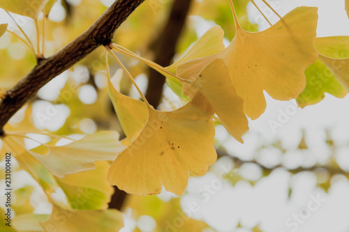 Фотография Branch of relic ginkgo tree with yellow leaves
