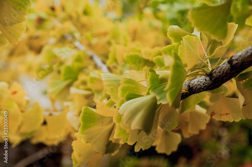 Фотография Branch of relic ginkgo tree with yellow leaves