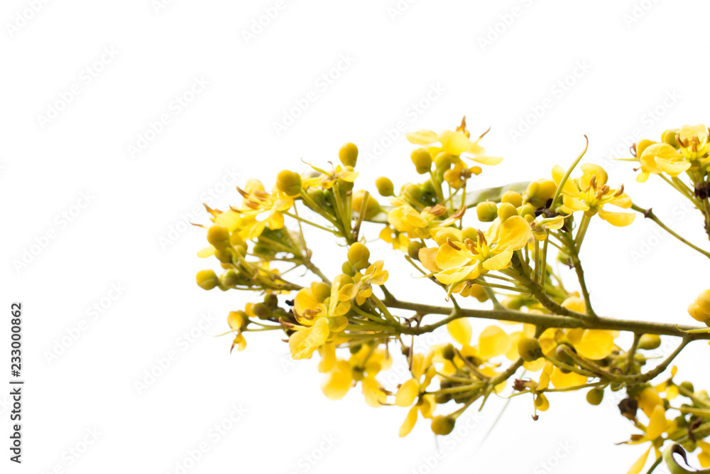 Obraz premium Cassod tree, Thai copper pod (Senna siamea (Lam.)