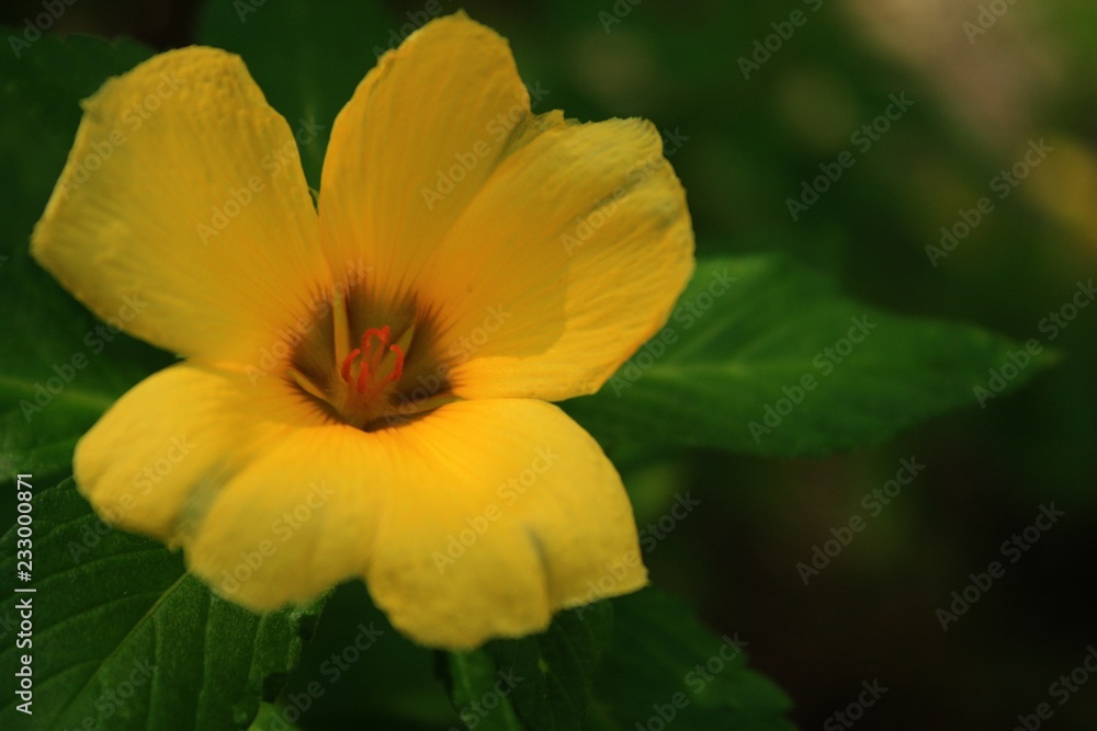 hibiscus hibiscus
