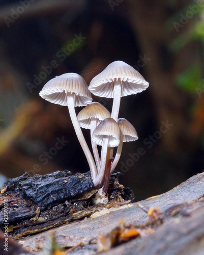 mycena ob a trunk in the forest