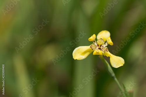 Fototapeta Naklejka Na Ścianę i Meble -  Close up of wild yellow flower