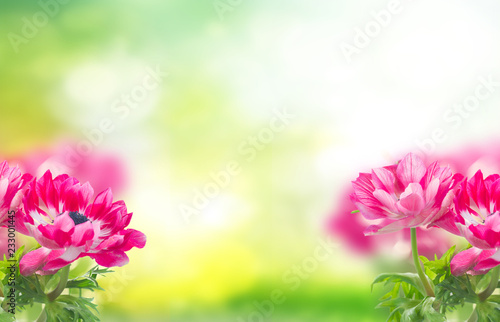 pink anemone flowers on green garden background with copy space
