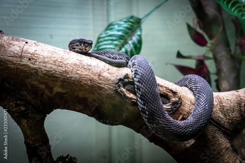 Snake ,Shore pIt Viper in trees, photo