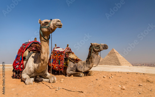 Camels with the Pyramids of Gizeh, Egypt