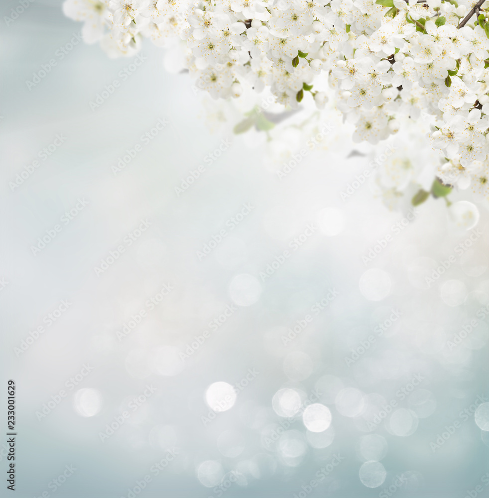 Blossoming plum tree with white flowers on blue and gray sky background with copy space