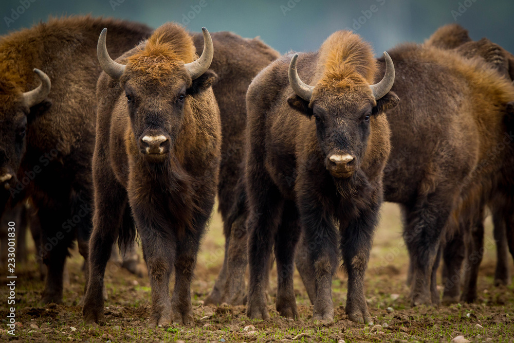 Fototapeta premium European bison - Bison bonasus in the Knyszyn Forest (Poland)