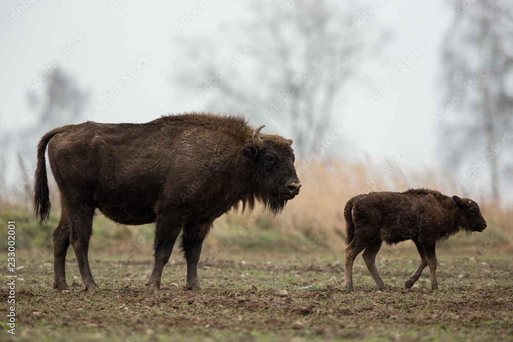 European bison - Bison bonasus in the Knyszyn Forest (Poland) European bison - Bison bonasus in the Knyszyn Forest (Poland)