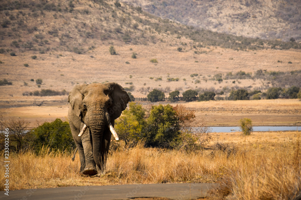 Obraz premium Elephant in nature park with tarred road in the foreground